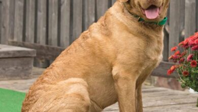 Chesapeake Bay Retrievers Calendar 2026