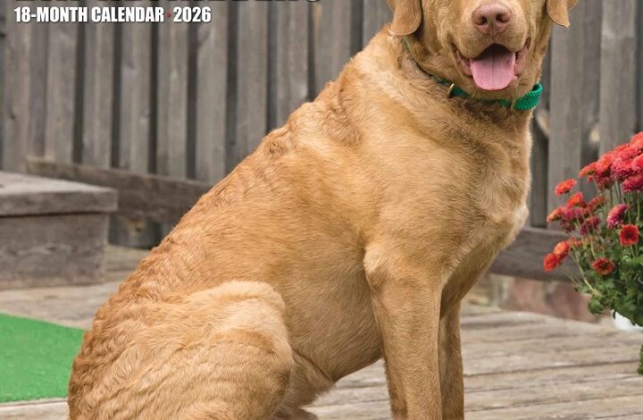 Chesapeake Bay Retrievers Calendar 2026