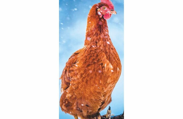 Chickens Slim Calendar 2026