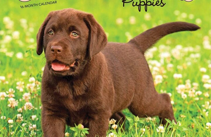 Chocolate Lab Puppies Calendar 2026