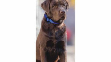 Chocolate Labrador Retriever Slim Calendar 2026