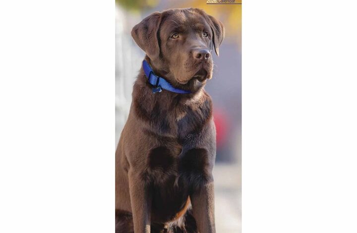Chocolate Labrador Retriever Slim Calendar 2026