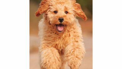 Cockapoo Slim Diary 2026