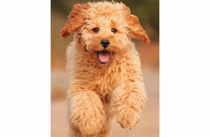 Cockapoo Slim Diary 2026