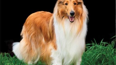 Collies Calendar 2026