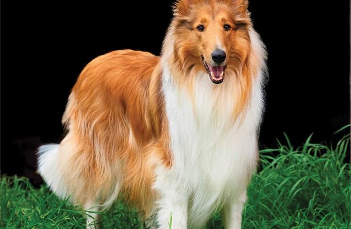 Collies Calendar 2026