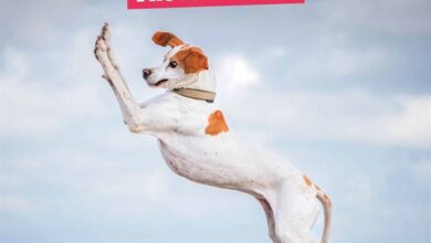 Comedy Pet Photography Awards Calendar 2026