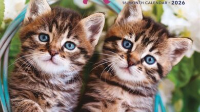 Cute Kittens Calendar 2026