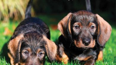 Dachshund Puppies Calendar 2026