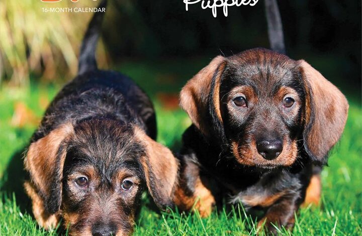 Dachshund Puppies Calendar 2026