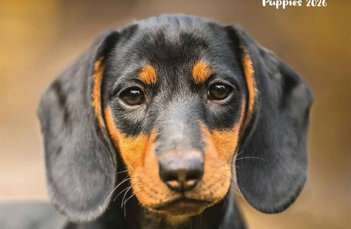 Dachshund Puppies Mini Calendar 2026