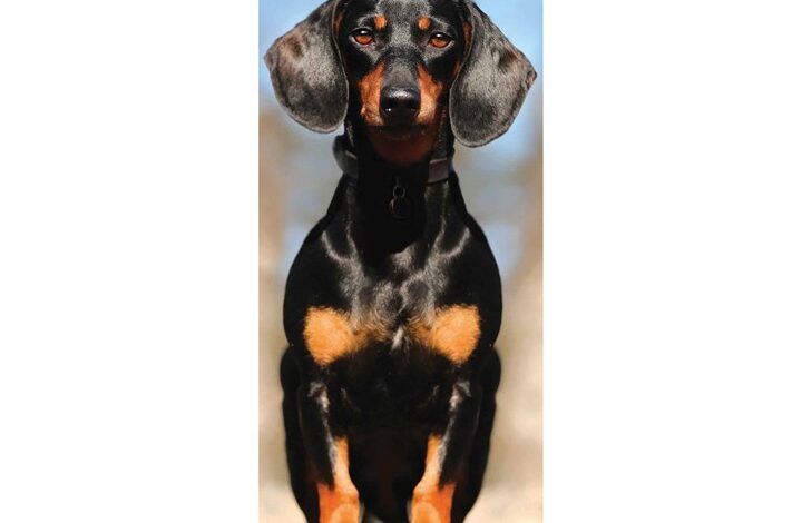 Dachshund Slim Calendar 2026