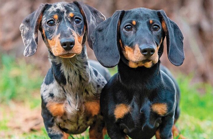 Dachshunds Calendar 2026