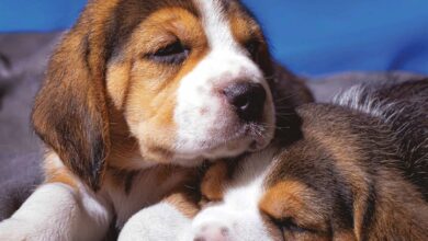 Dog Naps Calendar 2026