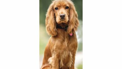 English Cocker Spaniel Slim Calendar 2026