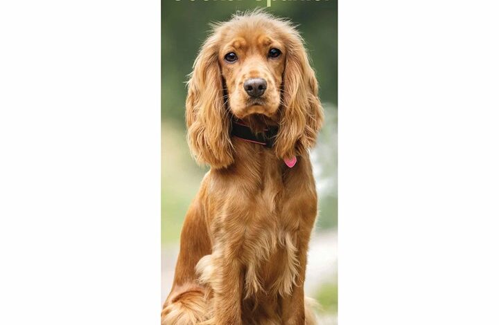 English Cocker Spaniel Slim Calendar 2026