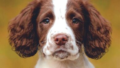 English Springer Spaniel Puppies Mini Calendar 2026