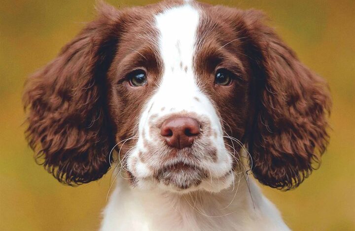 English Springer Spaniel Puppies Mini Calendar 2026