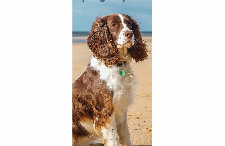 English Springer Spaniel Slim Calendar 2026