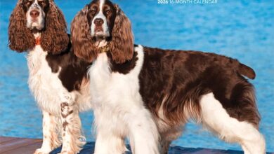 English Springer Spaniels Calendar 2026