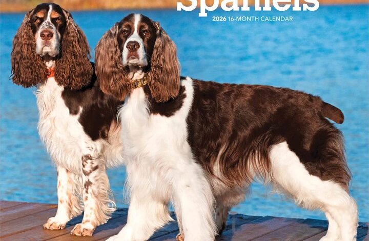 English Springer Spaniels Calendar 2026