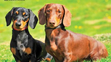 For The Love Of Dachshunds Deluxe Calendar 2026