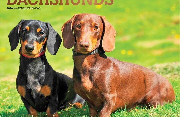 For The Love Of Dachshunds Deluxe Calendar 2026