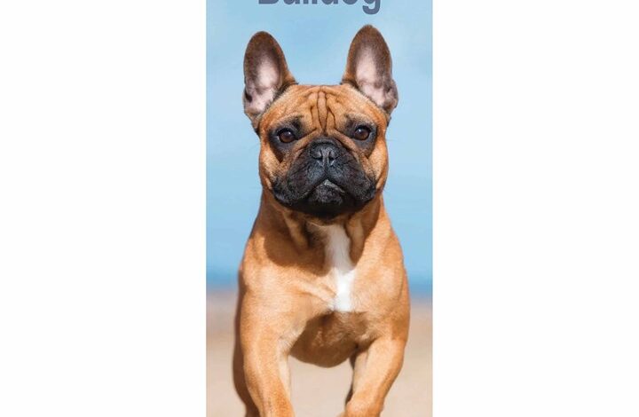 French Bulldog Slim Calendar 2026