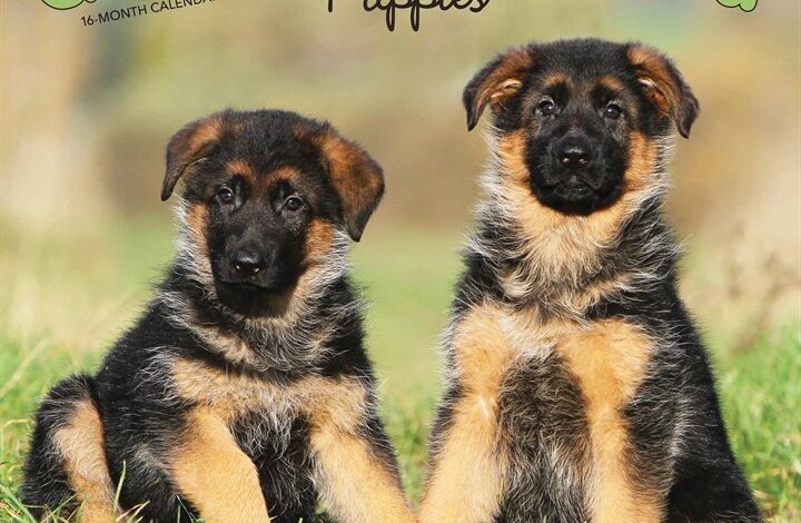 German Shepherd Puppies Calendar 2026
