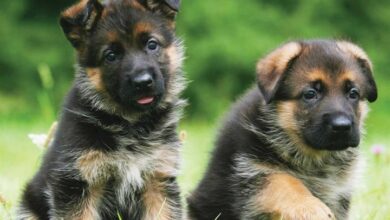 German Shepherd Puppies Mini Calendar 2026