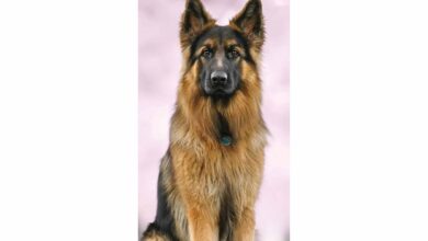 German Shepherd Slim Calendar 2026