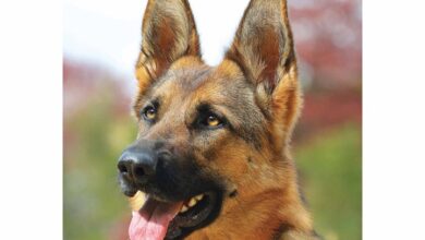 German Shepherds A5 Diary 2026