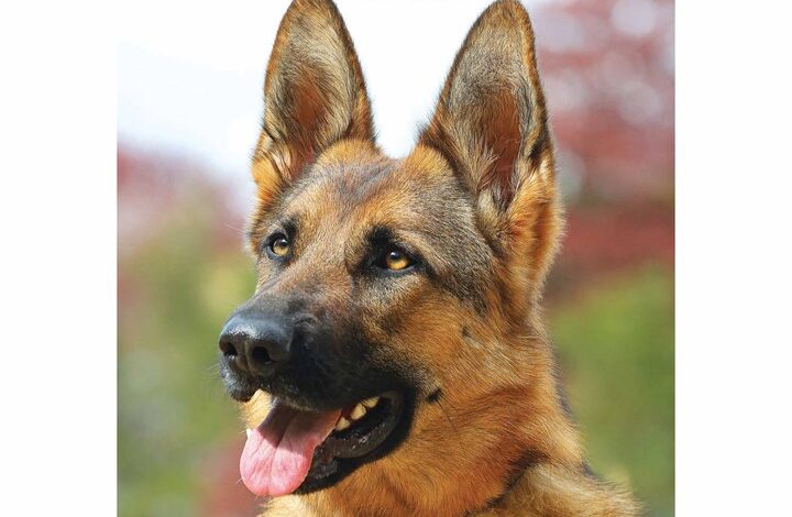 German Shepherds A5 Diary 2026