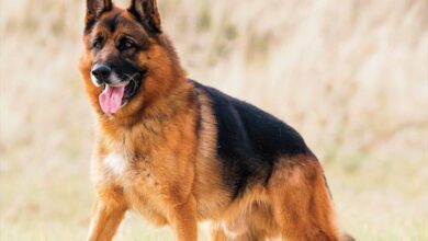 German Shepherds Calendar 2026