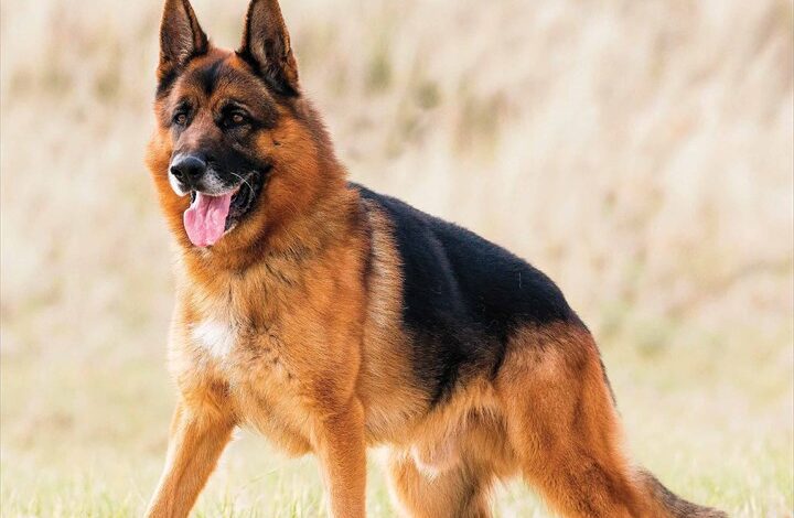 German Shepherds Calendar 2026