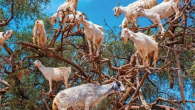 Goats In Trees Calendar 2026
