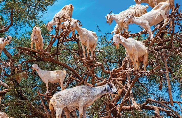Goats In Trees Calendar 2026