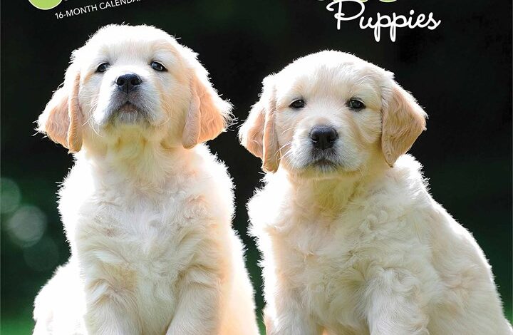 Golden Retriever Puppies Calendar 2026