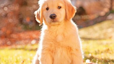 Golden Retriever Puppies Mini Calendar 2026