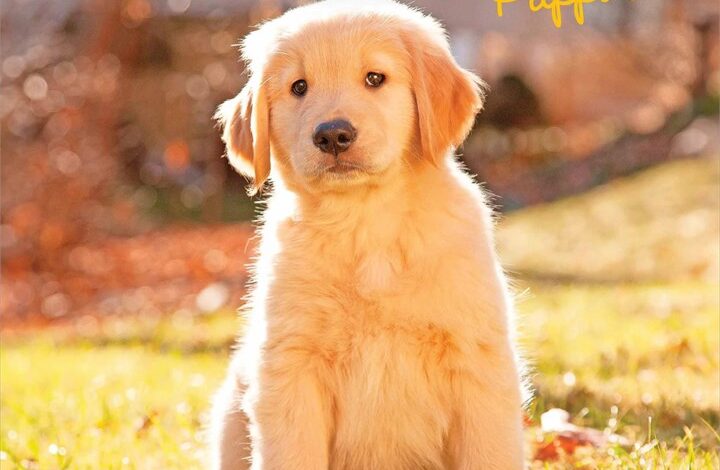 Golden Retriever Puppies Mini Calendar 2026