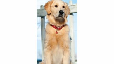 Golden Retriever Slim Calendar 2026