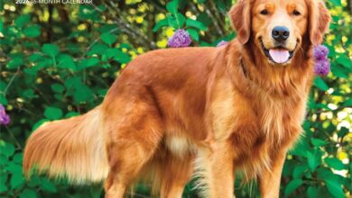 Golden Retrievers Calendar 2026
