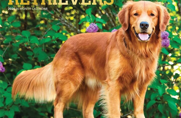 Golden Retrievers Calendar 2026