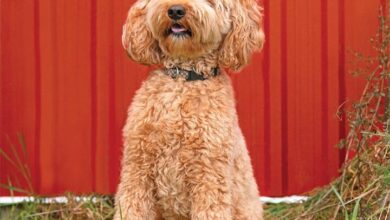 Goldendoodles Calendar 2026