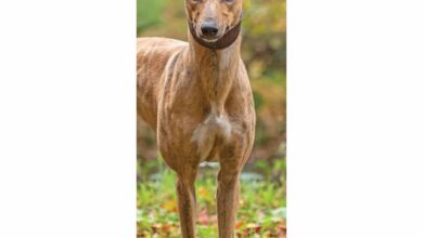 Greyhound Slim Calendar 2026