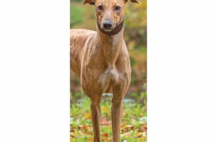 Greyhound Slim Calendar 2026