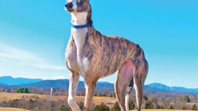 Greyhounds Calendar 2026