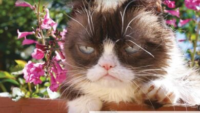 Grumpy Cat Mini Calendar 2026
