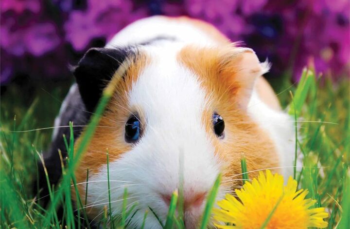 Guinea Pigs Calendar 2026