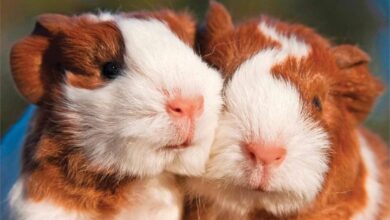 Guinea Pigs Mini Calendar 2026